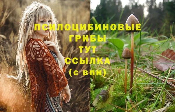 молекула духа Арсеньев